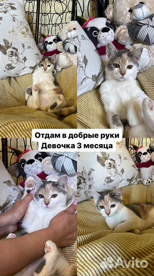 Отдам котёнка в добрые руки