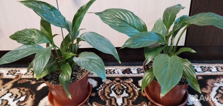 Спатифиллум Беллини