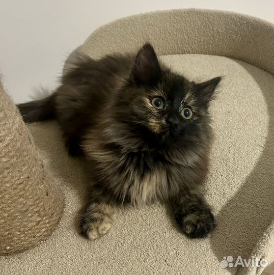 Сибирская черепаха