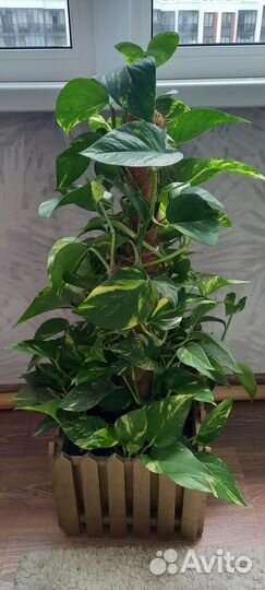 Сциндапсус