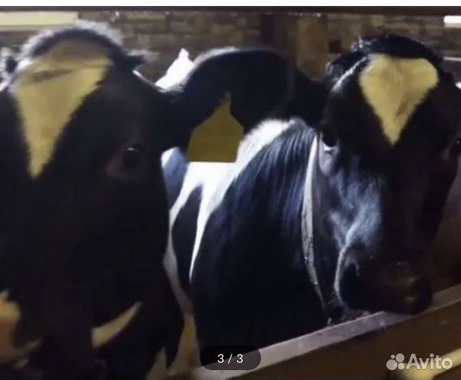 Телята бычки