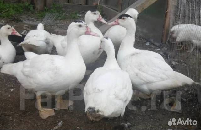 Продаются индоутки