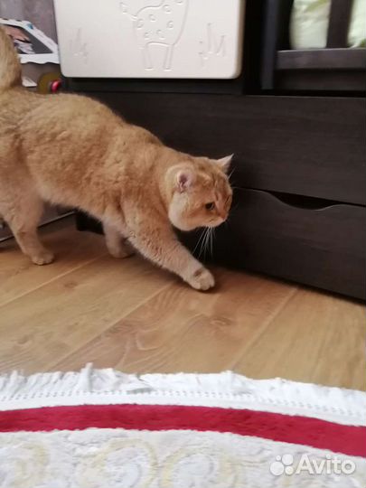 Золотая шиншилла