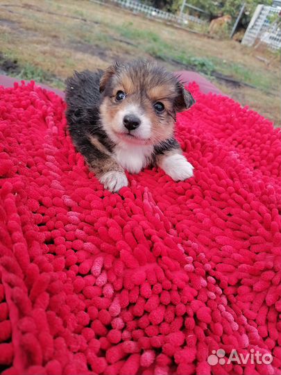 Маленькая кнопочка в добрые руки