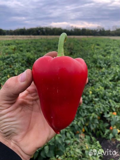 Семена лук батун и огурец (старинный сорт )