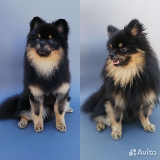 Грумер (Стрижка собак)