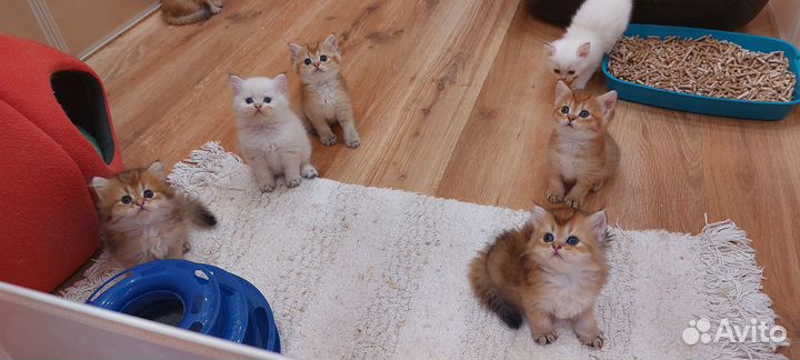 Малыши из питомника