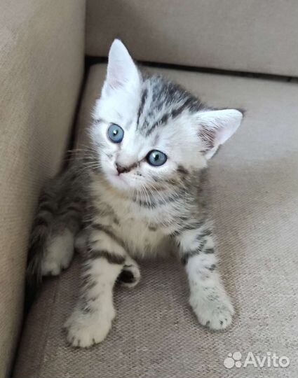 Британская