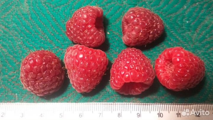 Малина Наследие (Heritage 1969 год) (саженец)