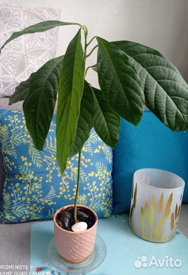 Авокадо растение