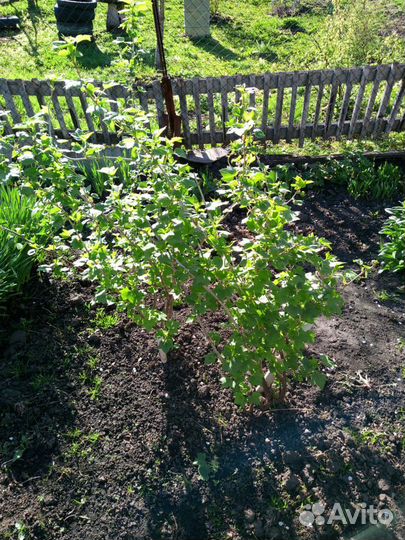 Чёрная смородина