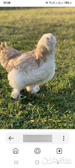 Инкубационное яйцо фавероль