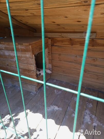 Отдам сао добрые руки