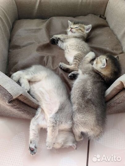 Британские котята