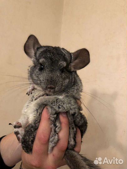 Шиншилла шиншилки