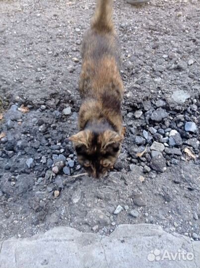 Отдам котёнка девочку в добрые руки