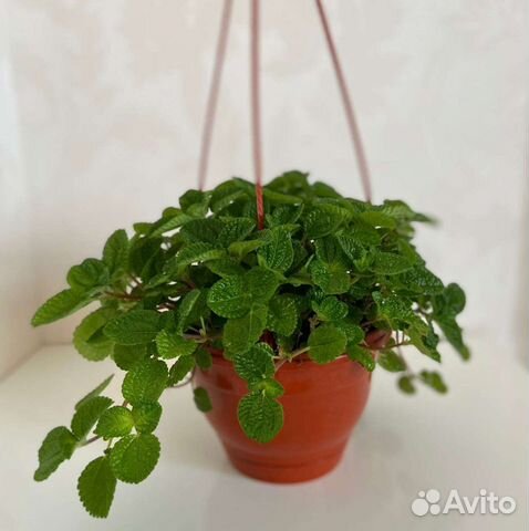 Пилея монетолистная купить в Московском | Товары для дома и дачи | Авито