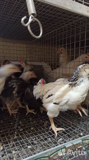 Куры доминант