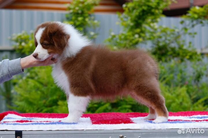 Австралийская овчарка