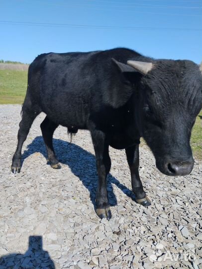 Лошадь Бык бычок телка