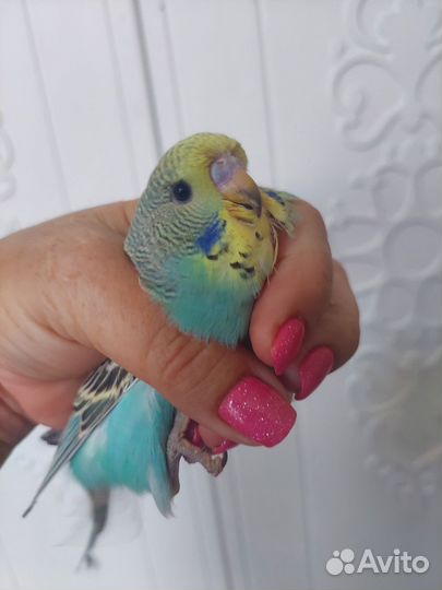 Птенцы Выставочный Волнистый попугай