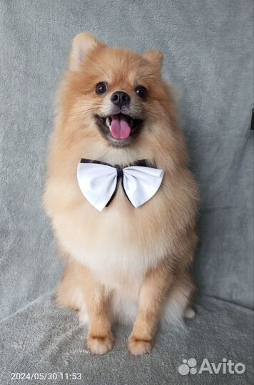 Груминг собак