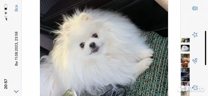 Немецкий померанский шпиц