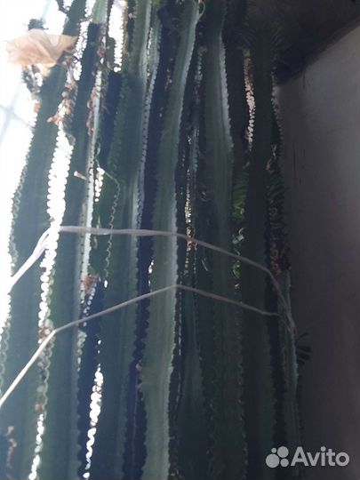 Большое растения,молочай
