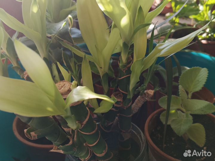 Драцена окаймленная (маргината), душистая