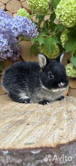 Большой выбор карликовых декоративных кроликов