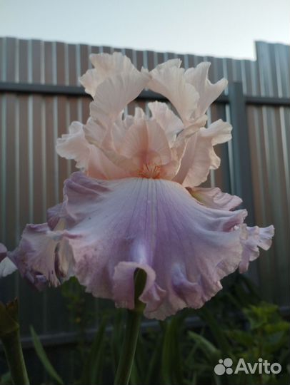 Садовые цветы, многолетники