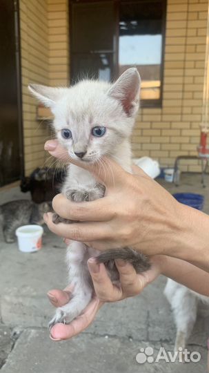 Кошки в добрые руки бесплатно