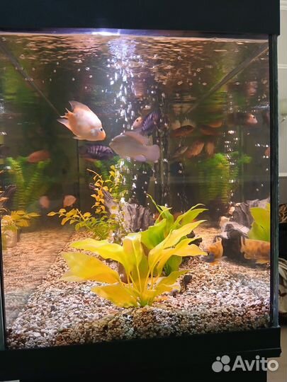 Аквариум с тумбой и рыбками 600 л