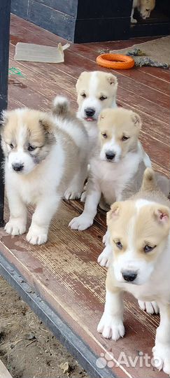 Среднеазиатская овчарка алабай щенки
