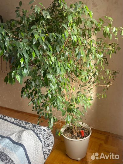 Фикус бенджамина большой