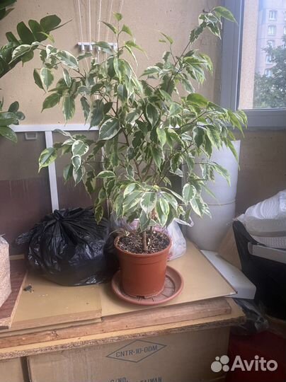 Продаю Фикусы Бенджамина