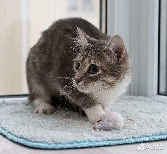 Сонечка, стерилизована. 5 мес