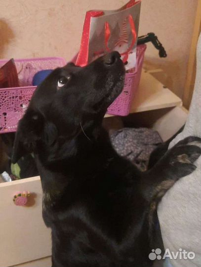 Собака в добрые руки