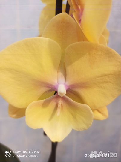 Орхидея фаленопсис Манго Биг лип 1 цветонос 12/45