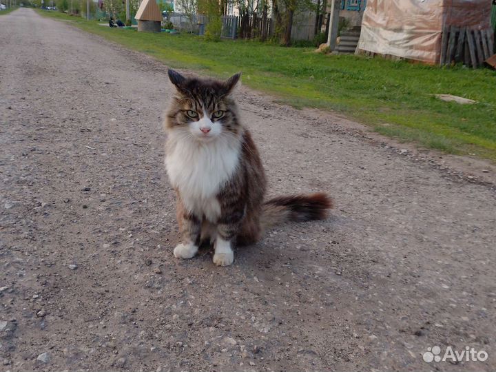 Лайох кушак