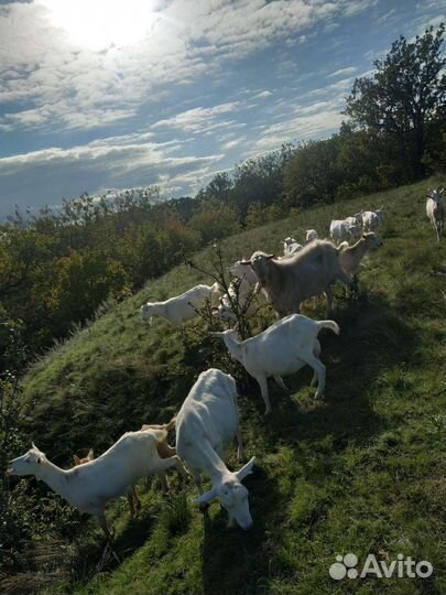 Зааненские козы дойные