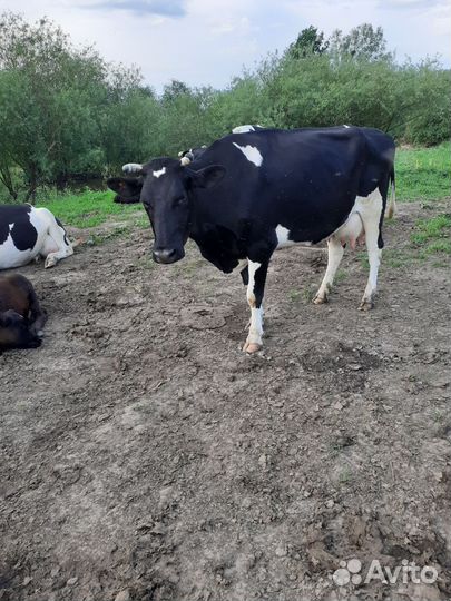 Корова дойная