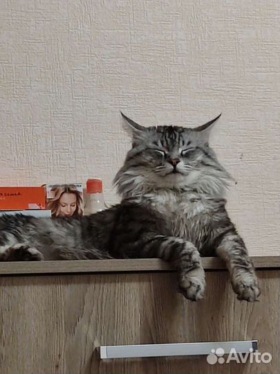 Кот мейн-кун вязка