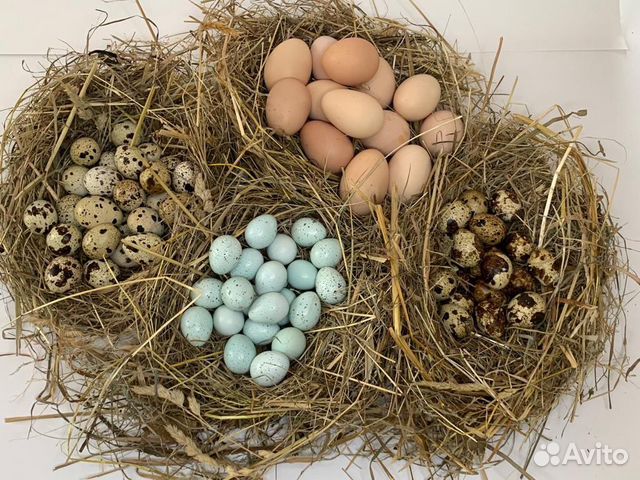 Яйца деревенские