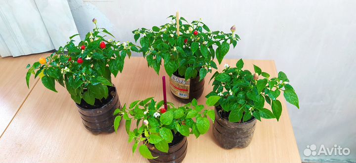 Перец комнатный острый