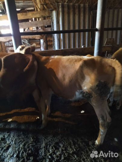 Бычок и 2 телки (6мес)