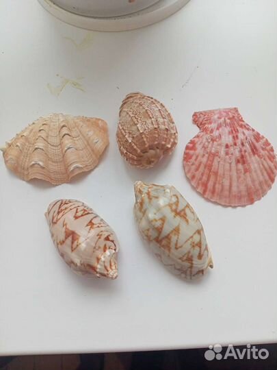 Ракушки, морские галыши и 5кг грунта