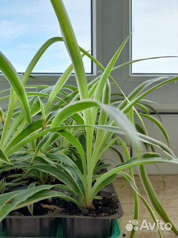 Комнатные растения цветы