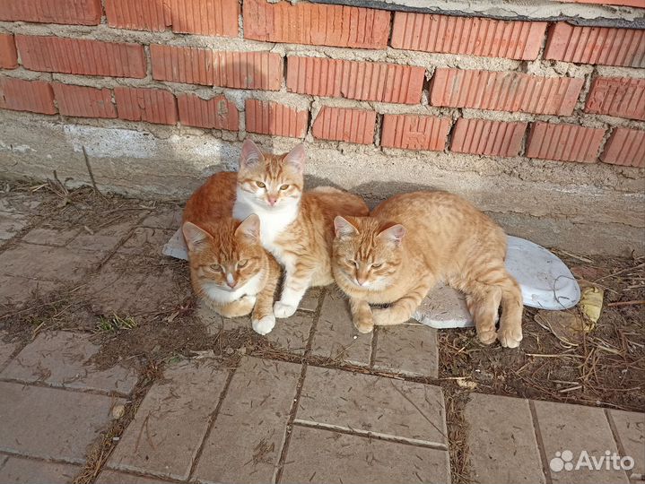 Кошки в добрые руки