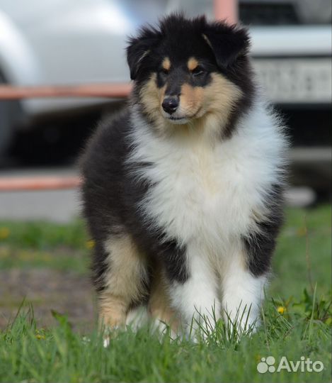 Мохнатое счатье